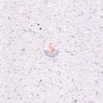 Terrazzo CRW225 -
