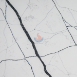Calacatta Quartz 20mm -